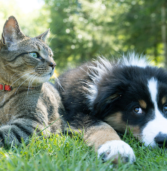 dog-cat-in-field-pet-tag