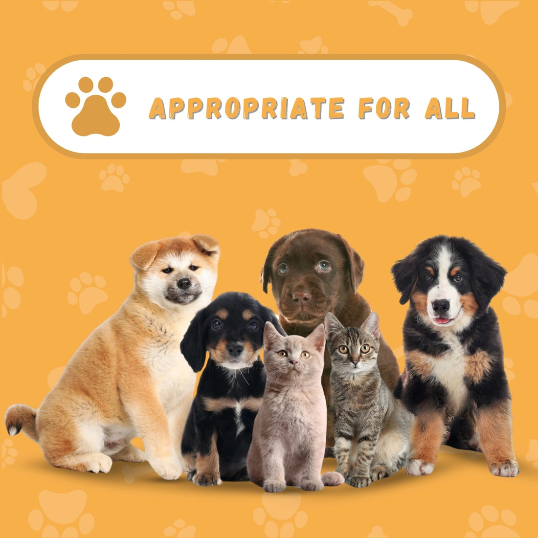 Tag8 Genie Pet Tag with smart QR code for pets – secure, scannable ID tag to help reunite lost pets with their owners